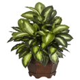 thumbnail image 1 of Golden Dieffenbachia Silk Plant, 1 of 5