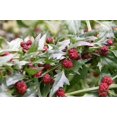 thumbnail image 1 of 100 STRAWBERRY STICKS / SPINACH Chenopodium Foliosum Fruit Berry Seeds, 1 of 5
