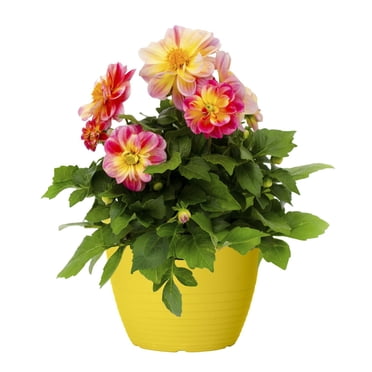 Expert Gardener #8 Colour Pot Flowering Annual Plant, Assorted Colours & Varieties, Outdoor Live Plants for Home Garden