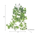 thumbnail image 2 of Ivy Hanging Bush, 2 of 3