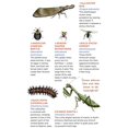 thumbnail image 3 of Creepy, Crawly Tattoo Bugs: 60 Temporary Tattoos That Teach, 3 of 7