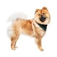 thumbnail image 1 of Collection Xiix Buffalo Plaid Pet Bandanas, Green, 1 of 1