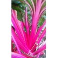 thumbnail image 2 of Graines de Bette à Carde Magenta Coucher de Soleil, 2 of 4
