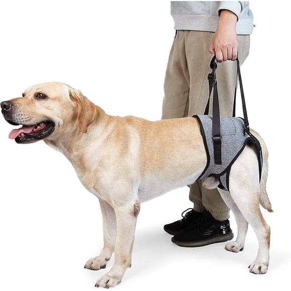 Dog order, for large dog hind leg brace, to help elderly dogs with weak hind legs recover from hind limb disability M