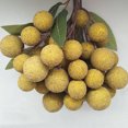 thumbnail image 2 of Coofit Artificial Fruit Realistic Fake Longan Decor Fruit Home Decoration, 2 of 8