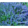 thumbnail image 1 of GSDWIUEW CATMINT BLUE Nepeta Mussinii-500 Bulk Seeds, 1 of 1