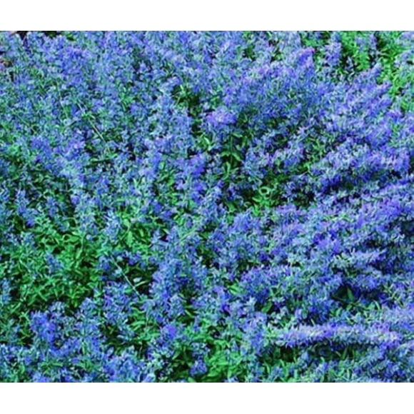 GSDWIUEW CATMINT BLUE Nepeta Mussinii-500 Bulk Seeds