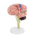 thumbnail image 3 of Cerveau Humain, 1 Pce Modèle Anatomique Démontable, Outil d'Enseignement pour Humain Facile à Transporter, 3 of 8