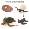 thumbnail image 2 of Plastic Animals Figures 4 Piece Insect Figure Animal Life Cycle Plastic Brood to Mature Period, 2 of 3