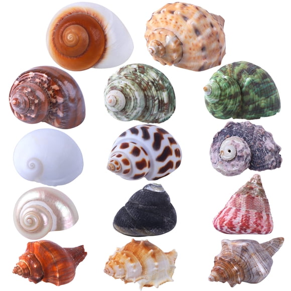 14 Pcs 14 Sortes de Coquilles Naturelles pour Bernard-L'ermite Taille 1 Pouces" - Ouverture 3.5 Pouces" 0.8 Pouces" - 1.5 Pouces" Fournitures pour Bernard-L'ermite Perle Turbo Coquillage pour D
