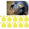 thumbnail image 4 of Ear Tag Ear Tag Yellow Pp 20 Set Livestock Identification Blank Ear Tag For Goats Sheep Cattle Cows Pigs Farm Supplies, 4 of 8