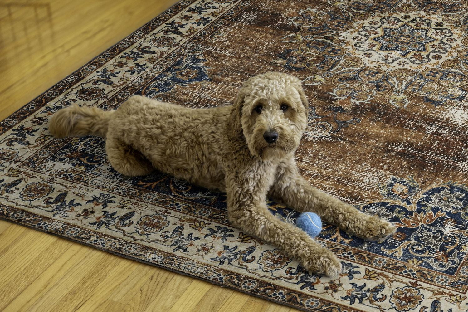 Tapis lavable Foster 5 pi x 7 pi roux et ivoire
