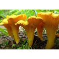 thumbnail image 2 of GSDWIUEW Chantarelle Champignon Frayer Mycelium Spores pour la Plantation, 2 of 8