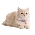 thumbnail image 2 of One Paw, Vegan Leather Safety Cat Collar, Breakaway Buckle, for Cats, 2 of 8