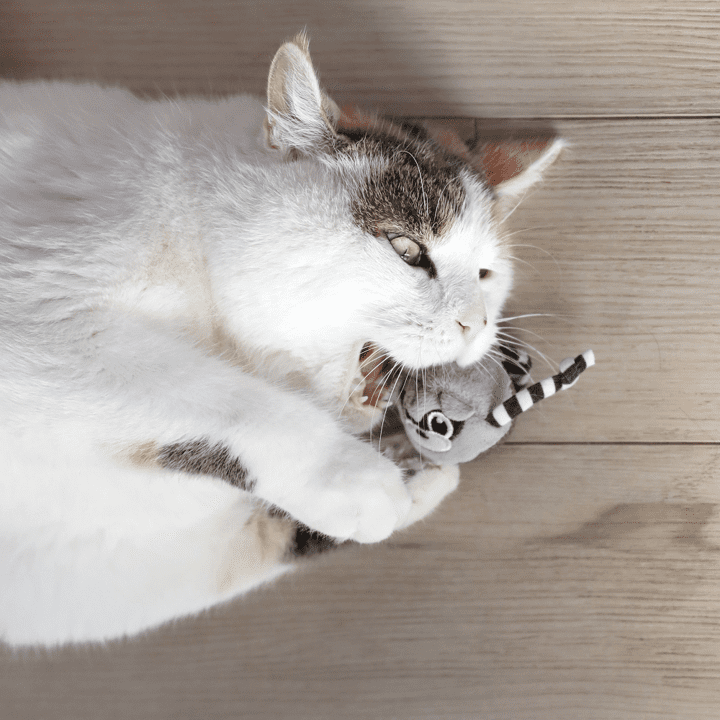Quirky Kitty Rolly Raccoon Bobbler Herbe à Chat Compressée Jouet pour Chat Balle