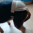 thumbnail image 2 of Reusable Dog Pantie Washable Sanitary Briefs Female Dogs Sanitary Pantie, 2 of 10