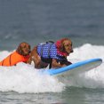 thumbnail image 3 of Meitianfacai Pet Dog Life Swimming Jacket Float Vest Buoyancy Aid Vest Costume Adjustable Pet Dog Swimsuits Dog Life Vest for Small Medium Large Dogs (Blue- S), 3 of 4
