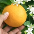 thumbnail image 3 of Herbal Essences Orange Blossom Volume Conditioner, 3 of 9