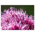 thumbnail image 2 of Pink Little Flowers Close up View - Large Floral Wall Art Canvas, 2 of 3