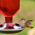 thumbnail image 3 of Perky-Pet Red Antique Bottle Hummingbird Feeder, 3 of 7