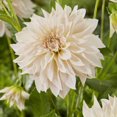 thumbnail image 1 of Tasc Flower Bulbes Dahlia Decorative Café AU Lait (2 ampoules), 1 of 1