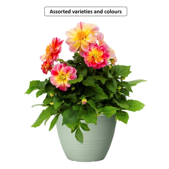 Plante Annuelle À Fleurs En Pot Coloré #8 Expert Gardner, Assorties