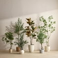 thumbnail image 2 of Bouclair White Japanese Pieris Tree, 2 of 8