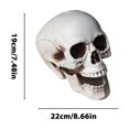 thumbnail image 3 of EGNMCR Halloween Decorations, Halloween Skeletons Plastic Realistic Fake Simulation Human Skull HeadBone Model Halloween Prop Realistic Mini Skeleton Spooky Halloween Decoration A Skeleton, 3 of 5