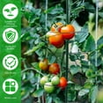 thumbnail image 4 of Generic Spiral Plant Support Stretchable Rustproof Metal Climbing Vegetable Tomato Cage, 4 of 10