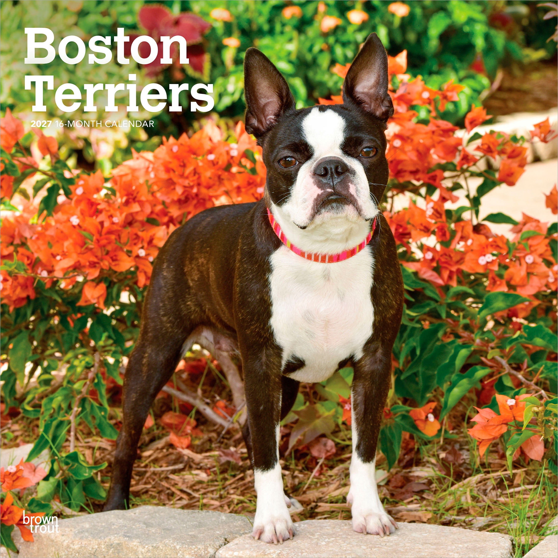 Boston Terriers 2027 Square