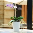 thumbnail image 3 of MesaSe Self Watering Planter 5.7inch Mini Flower Plant Pot With Water Level Indicator For Garden Home Decor, 3 of 10