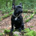 thumbnail image 4 of Spiked Studded Rivet Leather Dog Collar for Cats Puppy Small Medium Pets,Black,XS 30*2.5CM, 4 of 9