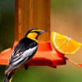 thumbnail image 2 of Abreuvoir à orioles Fruit Trio de Perky-Pet, 2 of 3