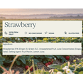 thumbnail image 2 of St. Dalfour Strawberry Spread, 2 of 5