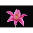 thumbnail image 1 of Posterazzi DPI1787996 Pink Lily Against Black Background Poster Print by Steven Raniszewski, 17 x 11, 1 of 2