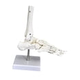 thumbnail image 4 of Bunblic Human Joint Model Realistic Teaching Tool,Educational,Medical,Lightweight,Scientific Skeleton Model for Display Study Science Foot, 4 of 8