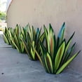 thumbnail image 1 of RXIRUCGD Artisanat en Fer Tequila Plante Jardin Ornement de Jardin, 1 of 4