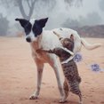 thumbnail image 2 of Shisuyan Flower Design Pet Traction Strap For Cats Safe Outdoor Cat Harness Leash Comfortable Stylish For Pets, 2 of 8