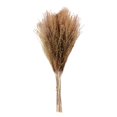 thumbnail image 1 of Flower Arrangement Dried Pampas Grass Real Plants Natural Herb Bouquet For Wedding Home Decoration Net Red Little Reed, 1 of 10