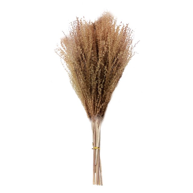 Flower Arrangement Dried Pampas Grass Real Plants Natural Herb Bouquet For Wedding Home Decoration Net Red Little Reed