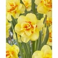 thumbnail image 1 of TASC Narcissi Double Tahiti, 1 of 2