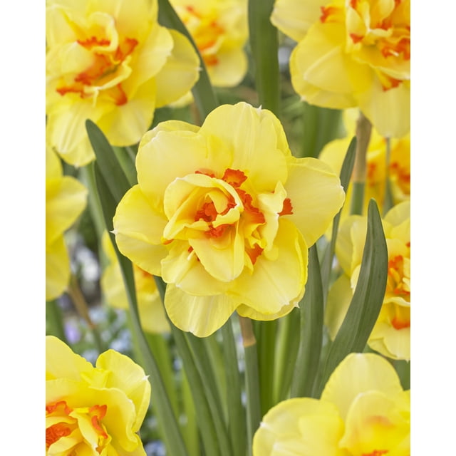 TASC Narcissi Double Tahiti showing bright yellow double-layered petals with orange ruffled centers and long green leaves, blooming as spring garden bulbs suitable for outdoor living spaces.