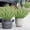 WH, variant on Amzcrzy P Lastic Simulated Lavender Outdoor Artificial Plants Indoor and Outdoor Hanging Plants Greening Gardens Porches Home Weddings Farmhouses Outdoor Decoration Terraces Home Decor