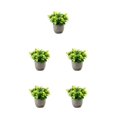 thumbnail image 2 of Redempat Plastic Easy To Clean Artificial Succulent Realistic Appearance Long-lasting Durability Eco-friendly newyellowbabysbreath 5Set, 2 of 6