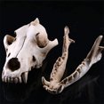 thumbnail image 4 of Resin Skull Decor Realistic Skeleton Head Coyote Decorative Sculptures Gothic Style Anatomical Teaching Prop for Party Halloween, 4 of 6