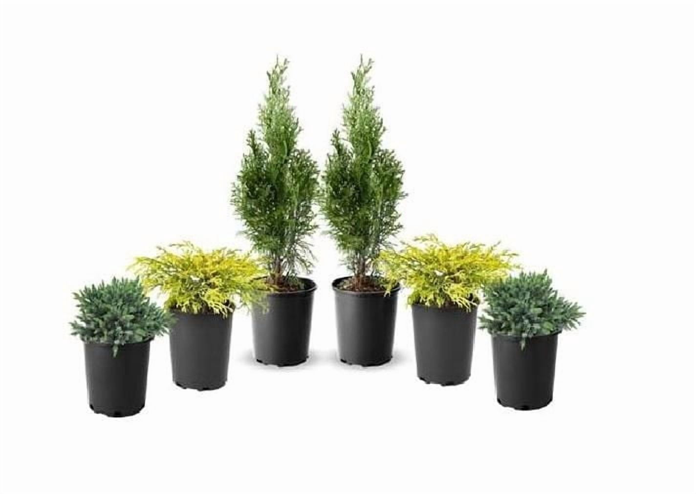 6 plantes variées à feuilles persistantes, pot de 3,8 L (1 gal)
