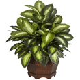 thumbnail image 4 of Golden Dieffenbachia Silk Plant, 4 of 5