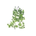 thumbnail image 1 of Ivy Hanging Bush, 1 of 3
