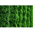 thumbnail image 2 of Cèdre émeraude pour haie 2 Gallon, 2 of 5