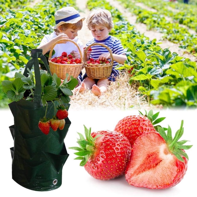 Sac Suspendu de Culture pour Fraises de Jardin, Pot de Racines, Pochette, Contenant